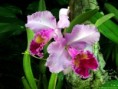3ª EXPOSICIÓN DE ORQUÍDEAS